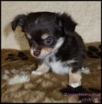 Chocolate Tricolour Male Long Coat Chihuahua Puppy