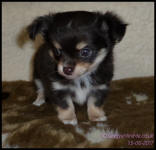 Chocolate Tricolour Male Long Coat Chihuahua Puppy