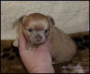 lilac fawn long coat female chihuahua puppy