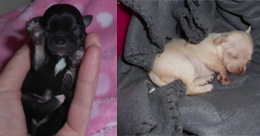 Chihuahua Puppies Available for Sale